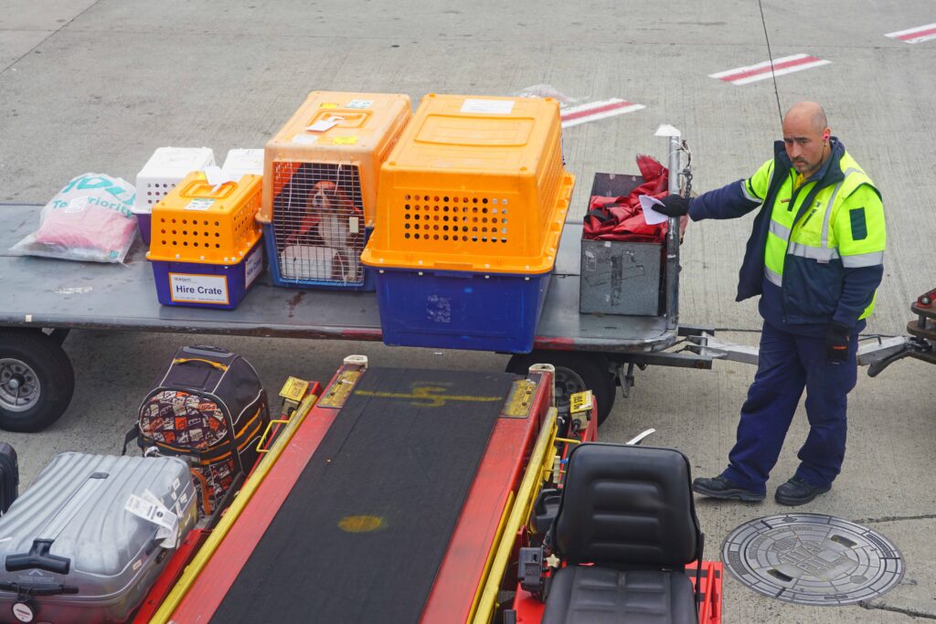 qantas_crew_care-for_pets-1024x683